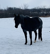 Harley’s Fancy Blue “Indy”